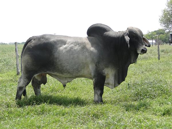 JDH MR MANSO 423 - 2 Units of Semen