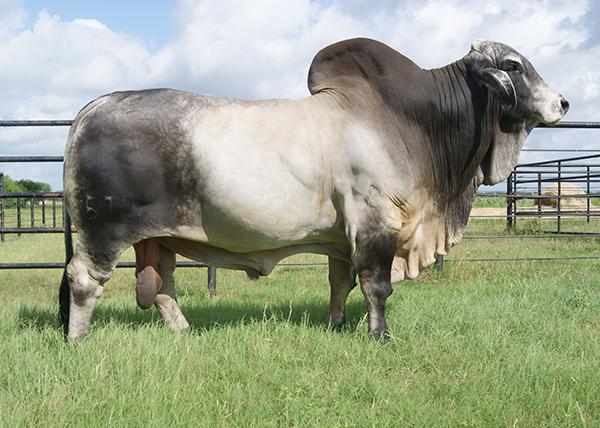 JDH MR MANSO 579/4 - 2 Units of Semen