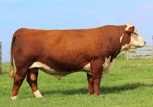 KCF BENNETT ENCORE Z311 ET - sire