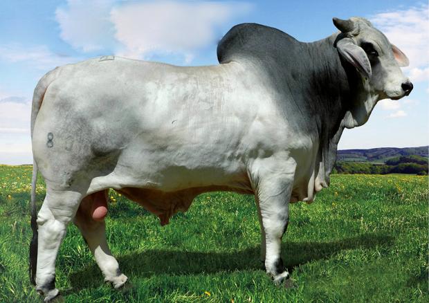 MR KARU MANSO 800 - Sire of Embryos