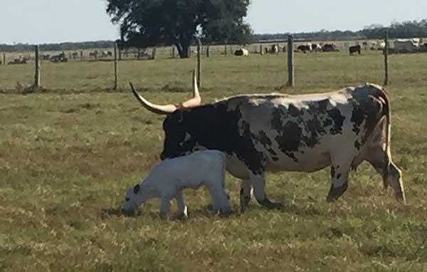Lot 6 New Heifer Calf