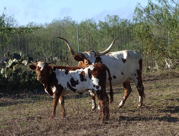275's heifer calf
