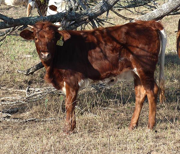 338's Heifer calf