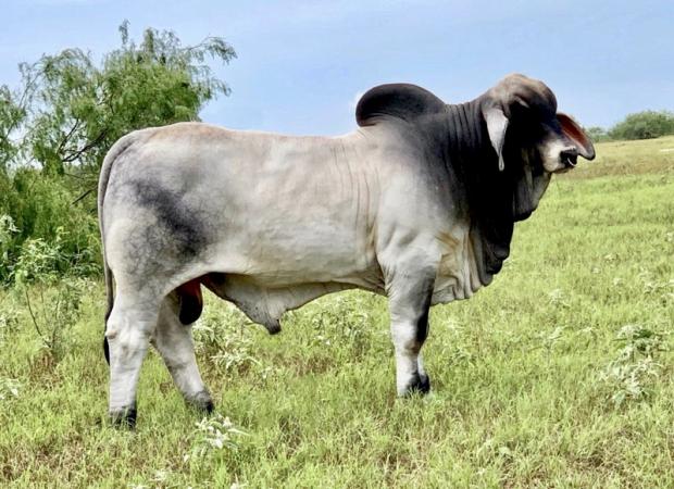 LMC LF Polled Folse 187/8 (P)