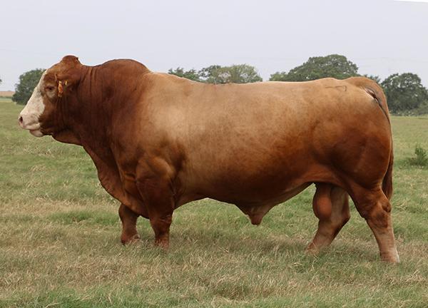  Sire - LMC Rhino 