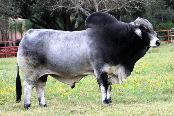 Maternal Grandsire - LMC Polled Madison