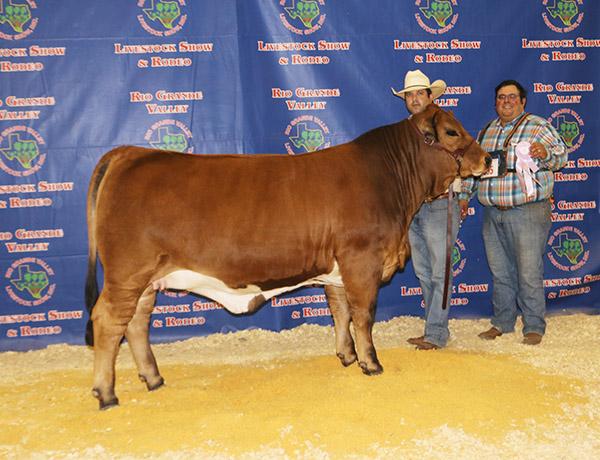La Muneca - Flores bought last year's pick of the crop - 6G Cinderella. She is now a champion and will make them a top cow.