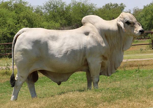 Sire: LMC LF Ambassador
