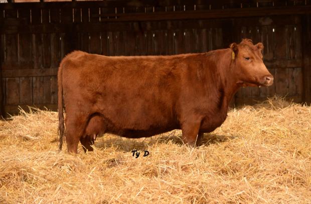 Dam - Red Brylor SDL Passion 238R Dam - Red Brylor SDL Passion 238R