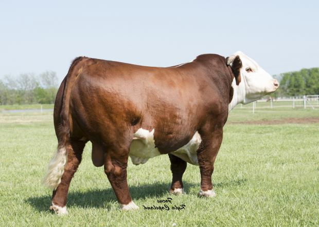 LANGFORDS 2020 VISION - Sire