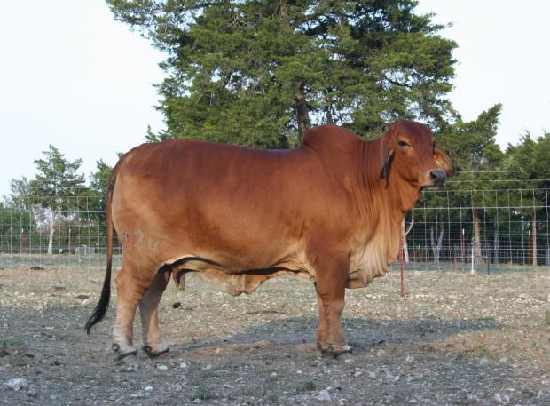 Dam: +JDH Lady Calver Manso