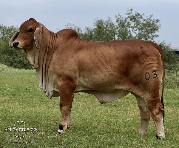 Sire: Mr. V8 146/8 “Sloan”