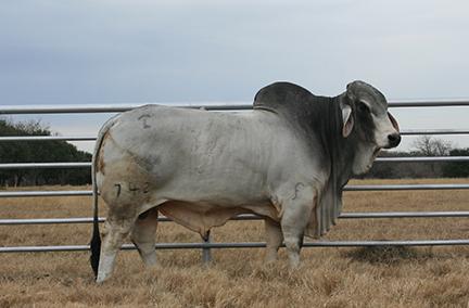 Dam: LMC LF Polled Phenomenal 187/7 (P)