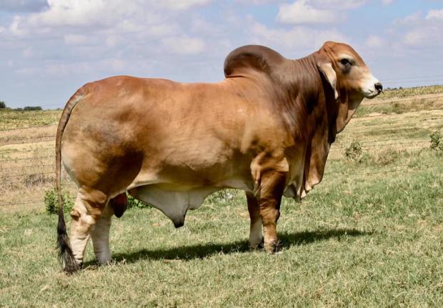 Maternal Half Brother: Mr. V8 322/8 – 2020 National Champion