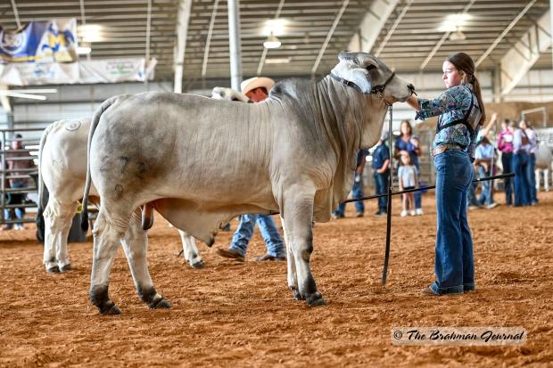 Maternal Grand Dam: CT Ms. Kelly Rhineaux 6/15