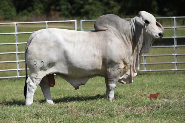 Sire: Mr SNS Flex 279/6