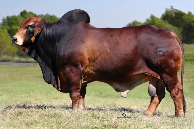 Dam to embryos: Ms. BJW Mazie Justice 5/29