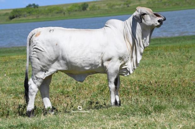 Dam: LMC LN Polled Carla 177/9 (S) 