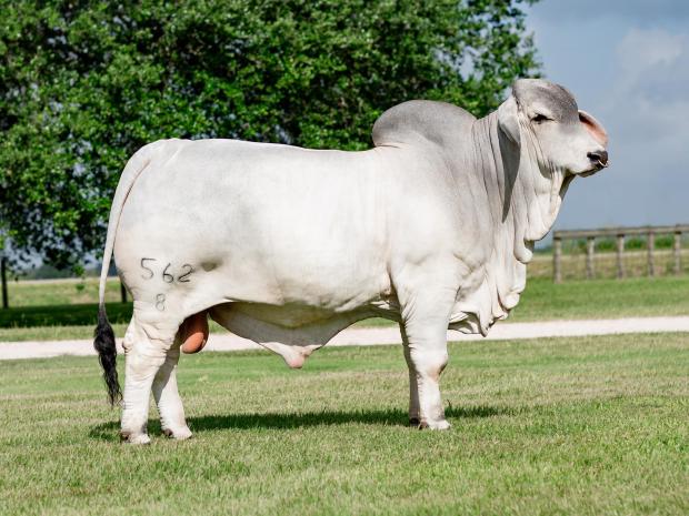 Full Brother to Dam – Miss V8 40/9