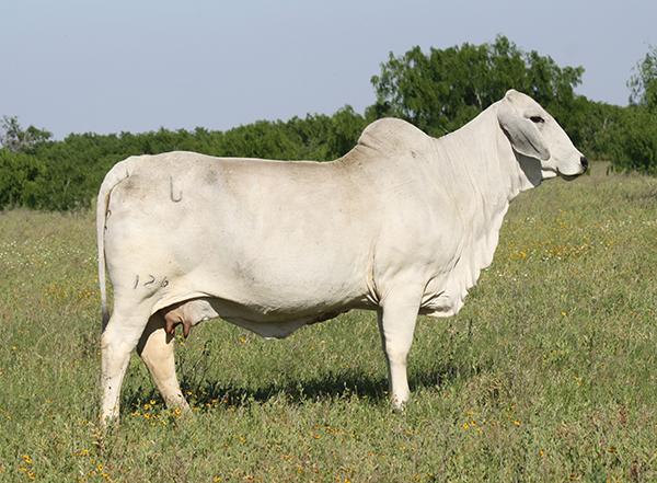 Dam - one of our top polled donors