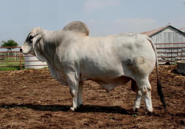 Sire - LMC Poll Aussie owned with Schneider Brahmans