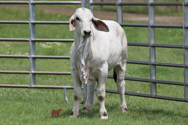 1 Bull Calf at Side