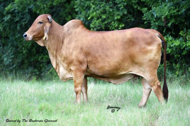 Service Sire: PCC Back to the Future 570/0 