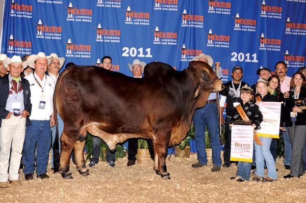 Son: Mr. Rosario Passport Too 100- Reserve International Champion