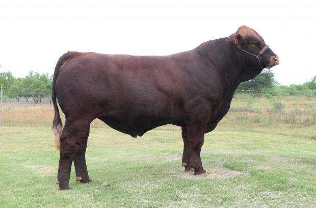 Sire -LMC 6G  Red Rock is a past International Champion 