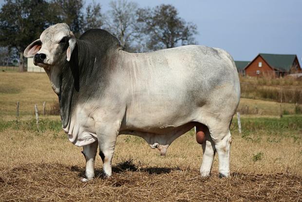 Sire:  +Mr. V8 458/7 “Noble”