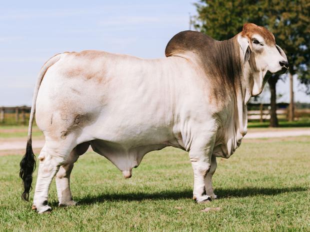 Sire: Mr. V8 306/7