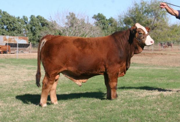 Sire - LMC Arcadio as a yearling right after winning the National Show