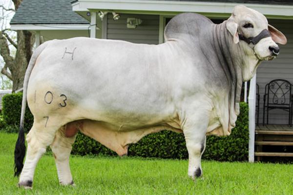 Dam to Embryos: Miss V8 166/8