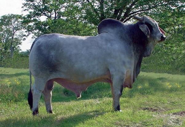 Sire: +Mr. V8 279/7 