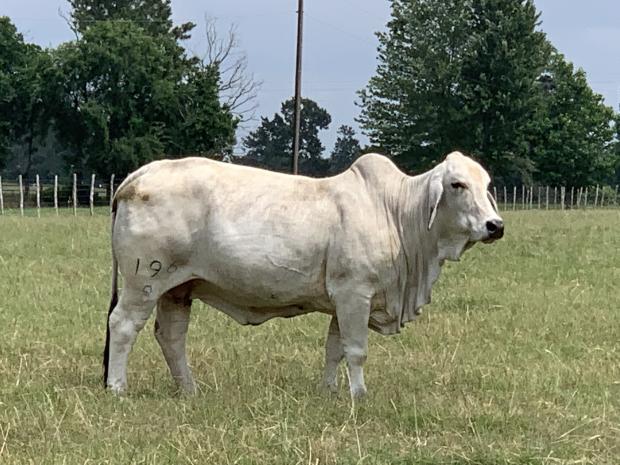 Dam: AT Miss Poppy Manso 649/7 as a calf 