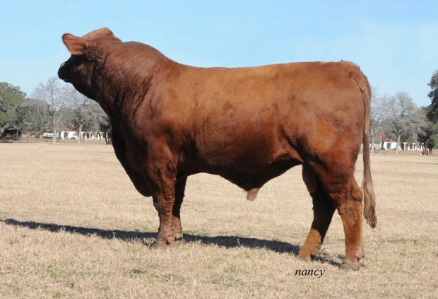 Sire of 13 a&B -  Smith Satisfies