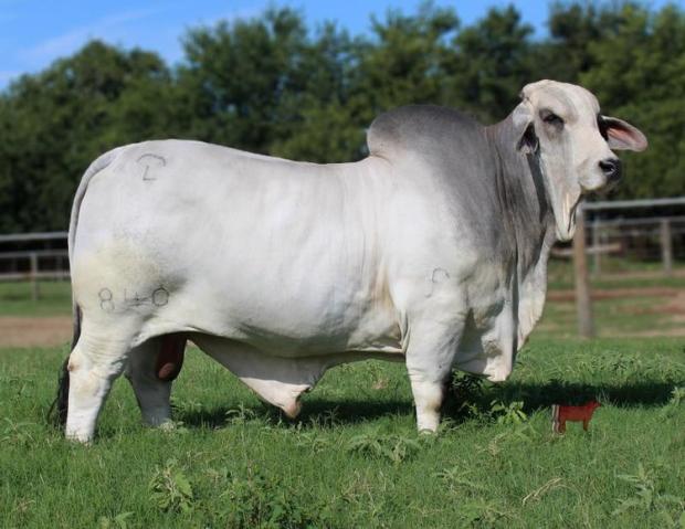 Sire to Embryos