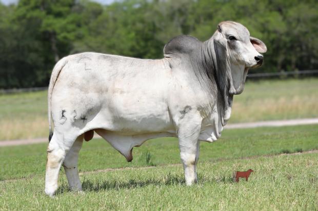 Top son raised by J.D. Hudgins-Forgason Cattle Company