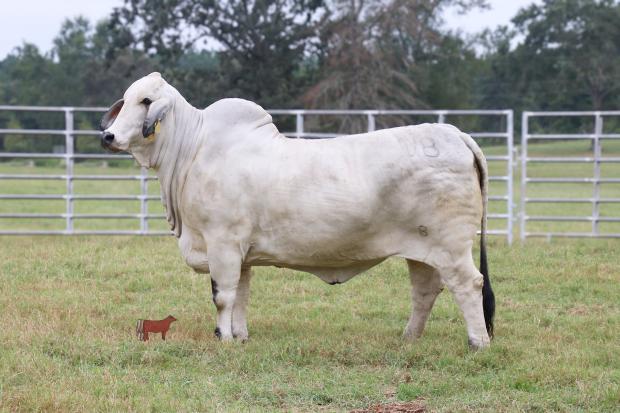 Sire: +JDH Mr. Manso 854/4