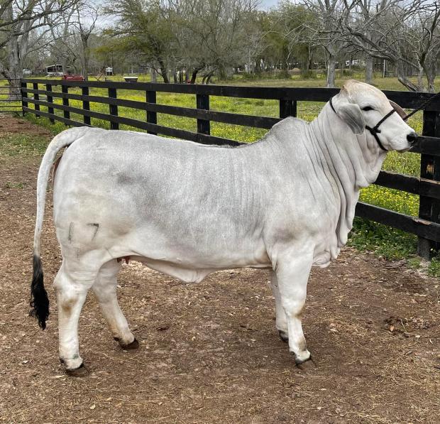 Dam: Miss SRS Polled Katie