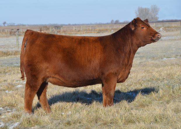 Full Sister to Embryos