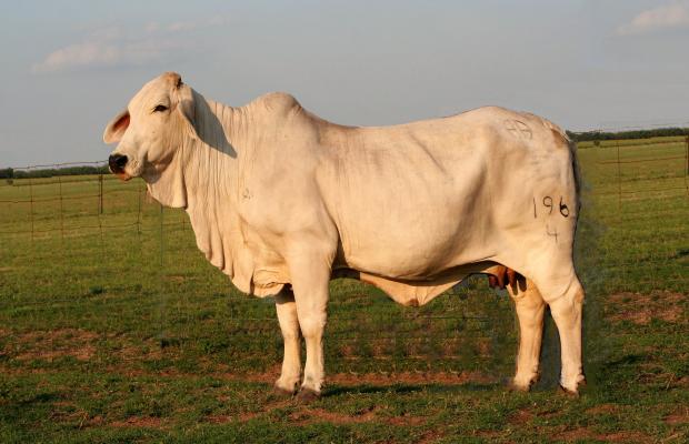 Lot 15's dam sired by V8 "Superstroke"