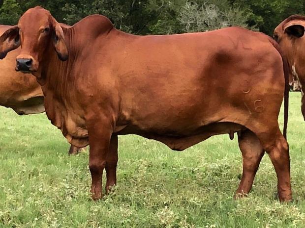 Dam: VL Elena 9/16