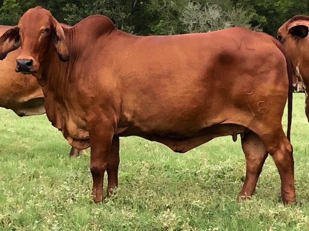 Dam: Miss JY Terer Darlene 276/6