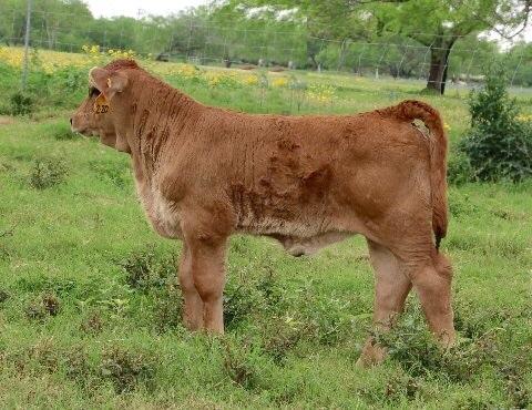 LMC Gold Medal daughter that will be Jennifer Masks first show heifer and a darn good one.