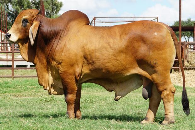Maternal Grand Sire: +VL Rojo Wiskey 1/48
