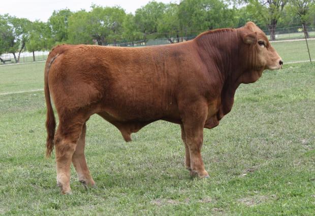 Sire - BETM Cyclone - multi generation 3/4 x 1/4 out of two great parents