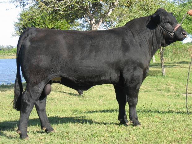 Maternal grand sire - LMC EF JW Black - one of the best of all time (SEMEN AVAILABLE)