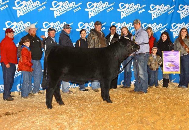 Champion Percentage Simbrah Wheelman Daughter