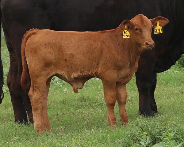 Herd bull prospect son selling sired by 6GLMC Rajin Cajun